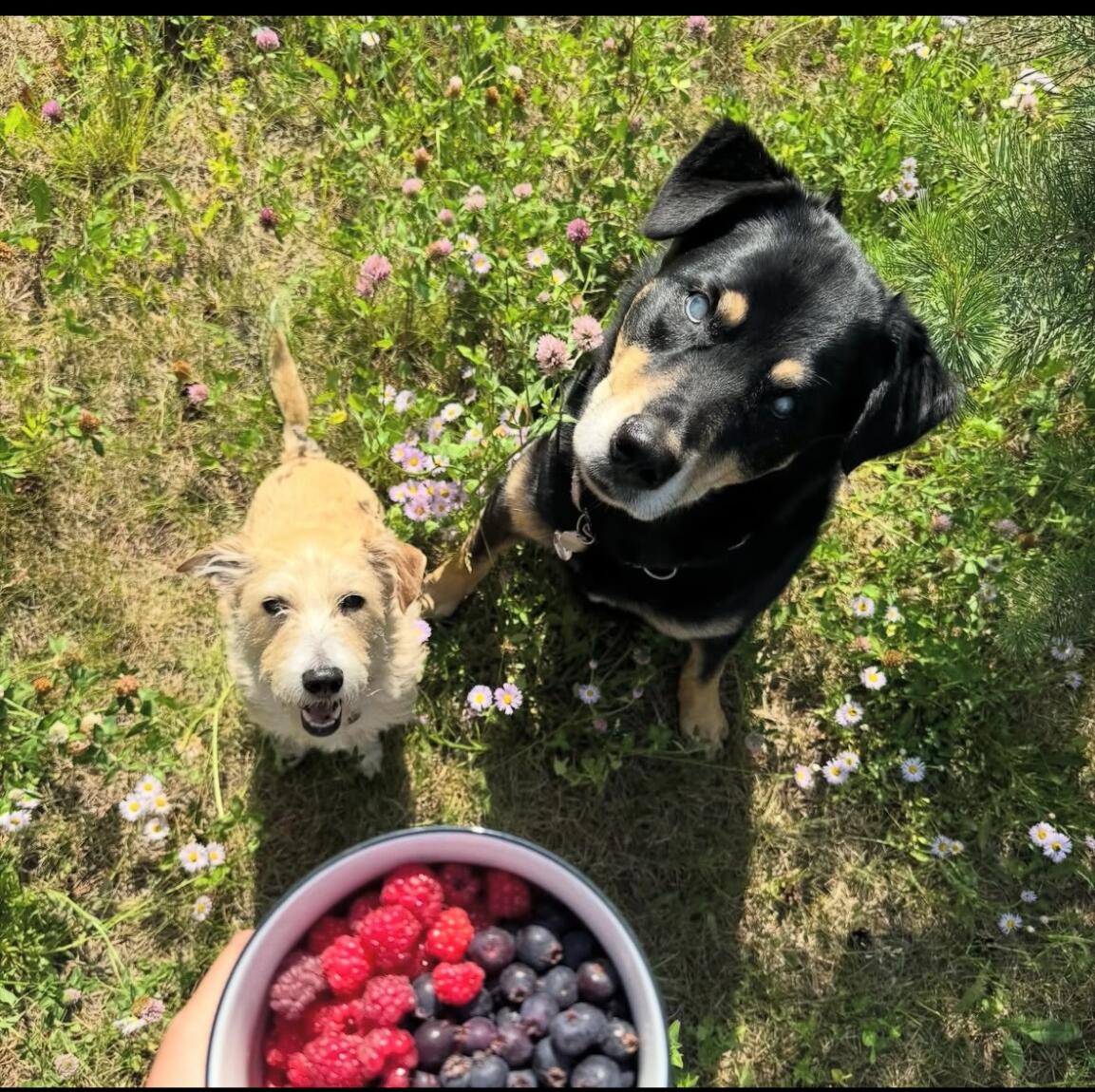 Sarge and Harper