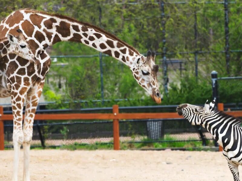 Picture of Como Park Zoo & Conservatory