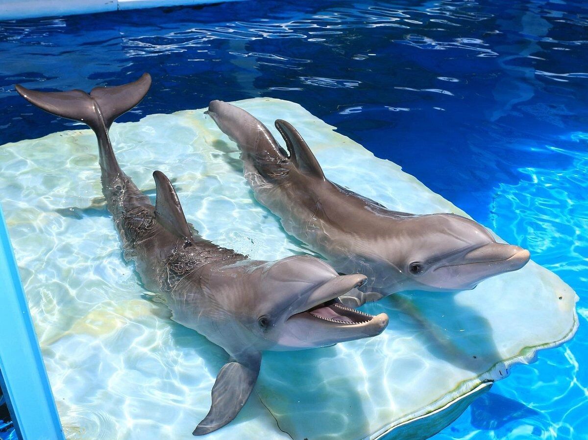Picture of Clearwater Marine Aquarium