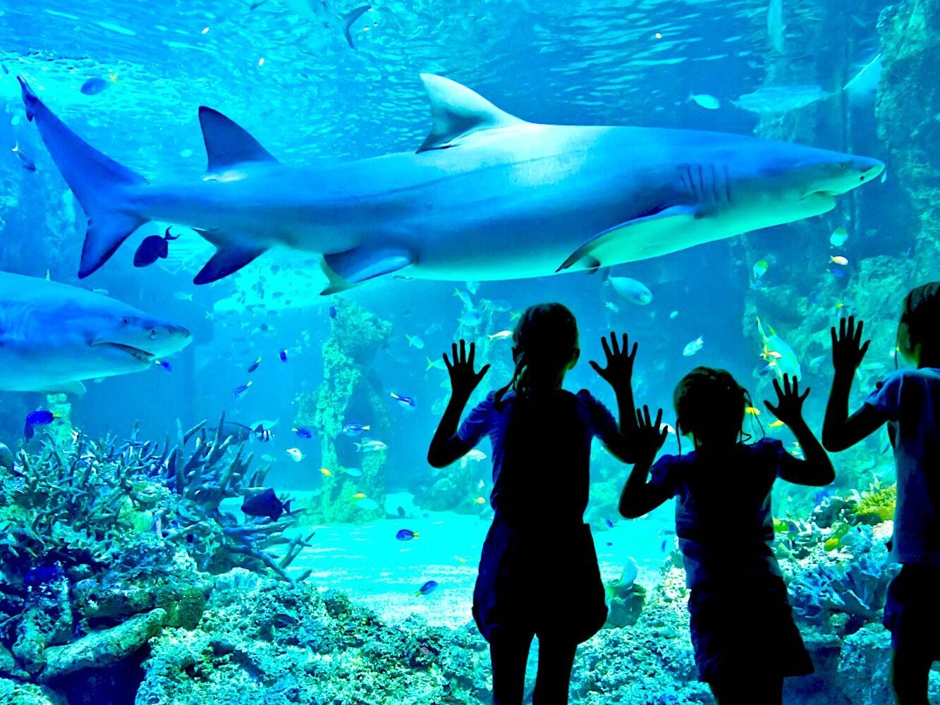 Picture of SEA LIFE Sydney Aquarium