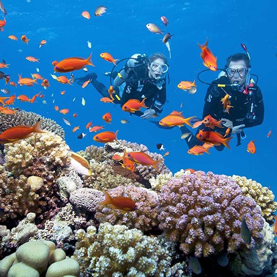 Picture of Go Diving