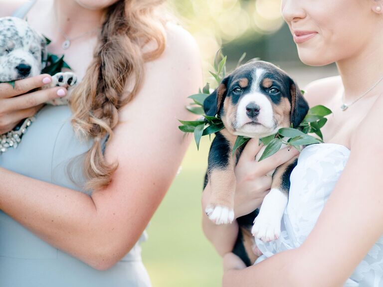 Cute puppy bouquets