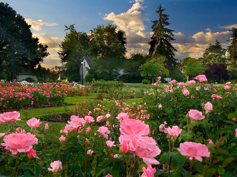 Picture of Bush's Pasture Park