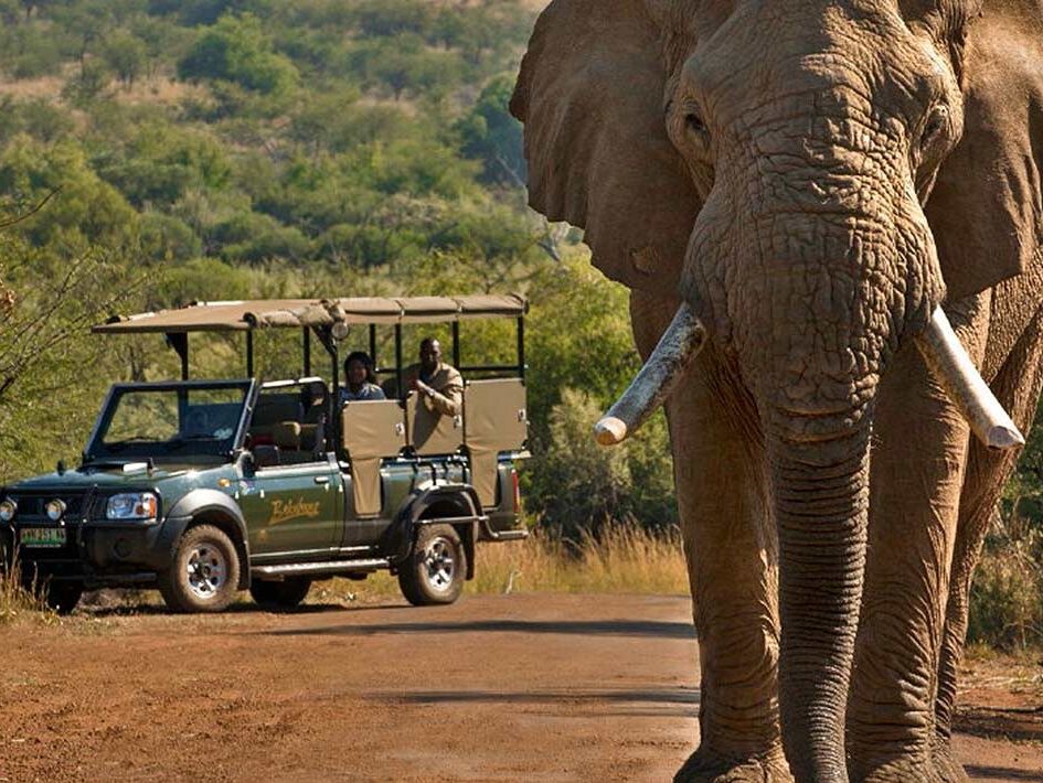 Picture of Pilanesberg National Park