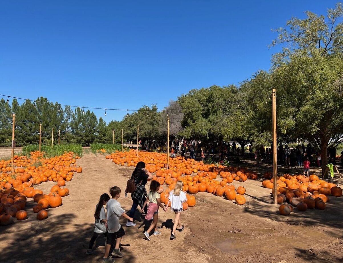 Picture of Schnepf Farms