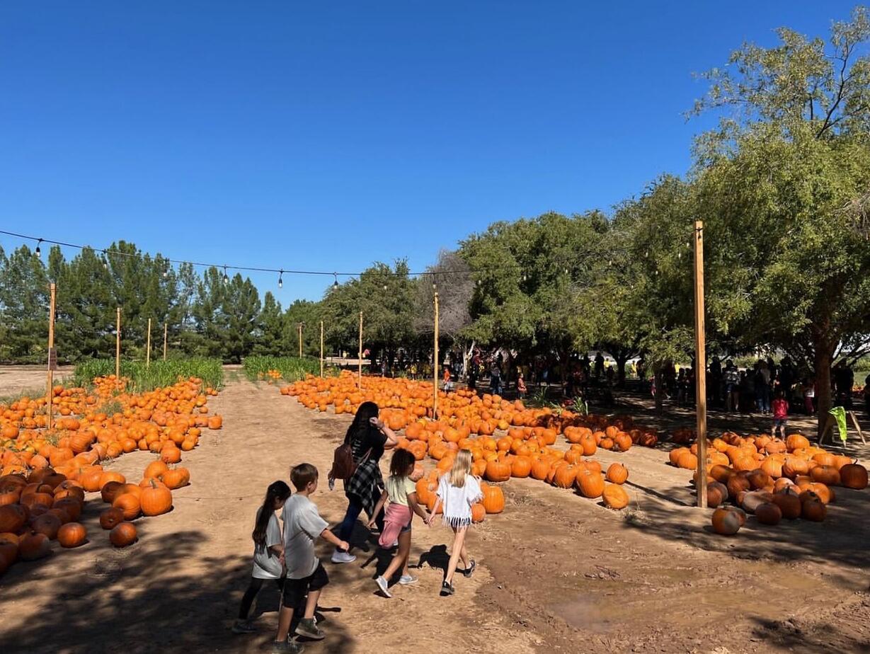 Picture of Schnepf Farms