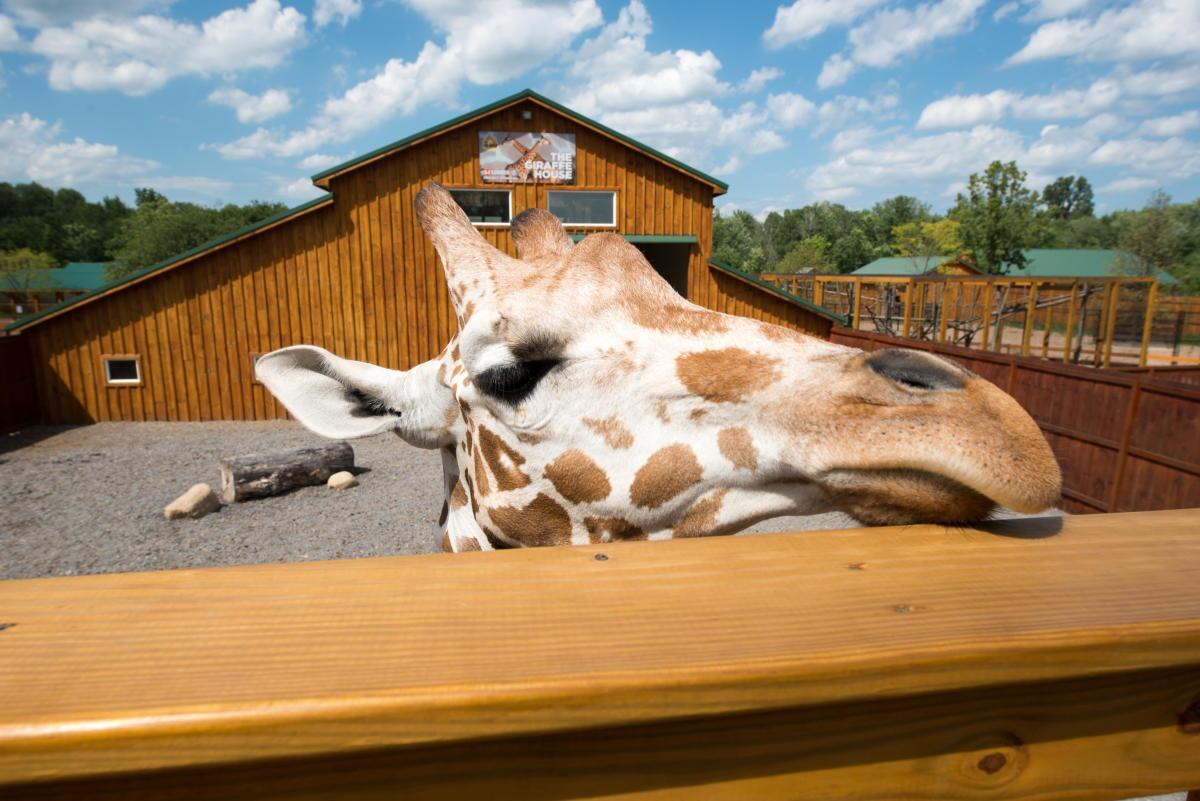 Picture of The Wild Animal Park