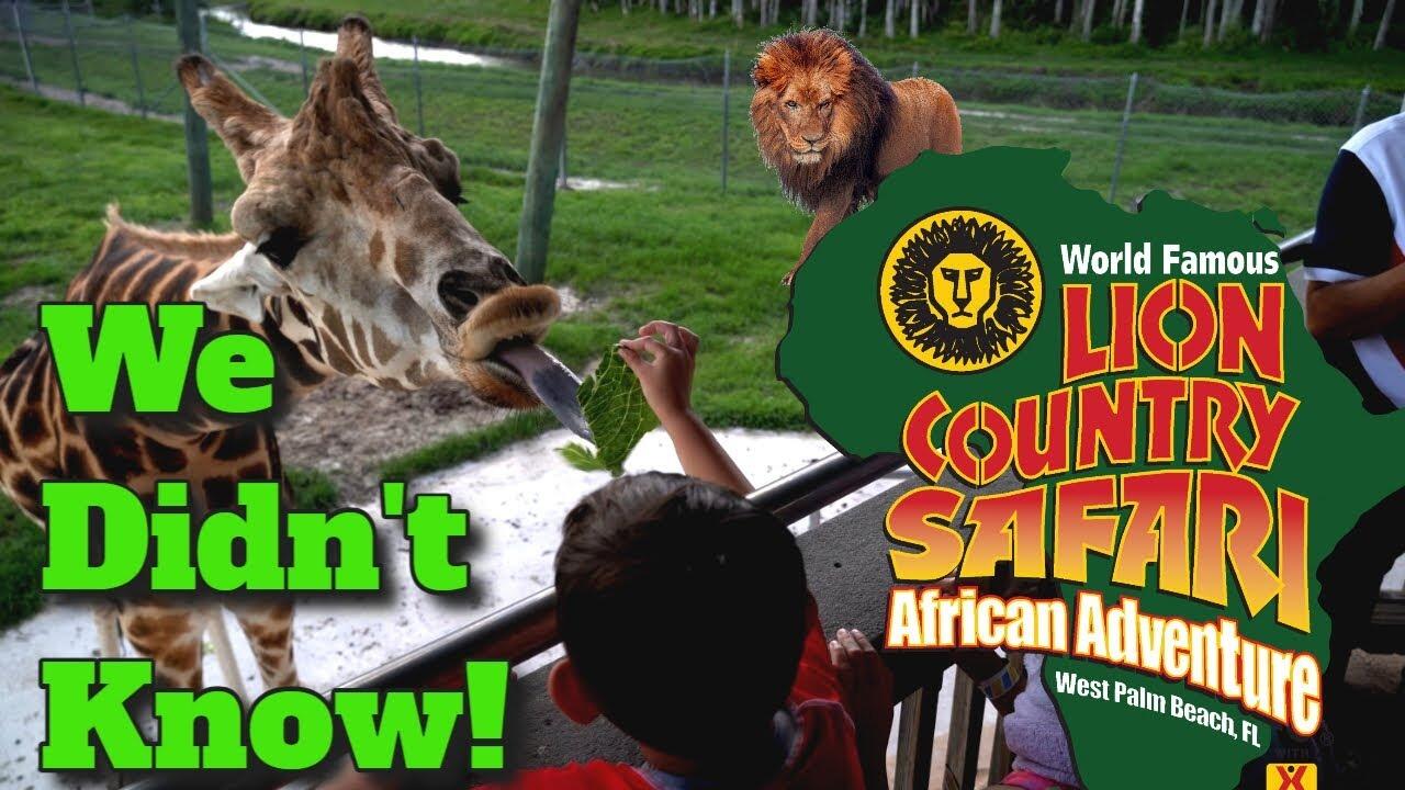 Picture of Lion Country Safari