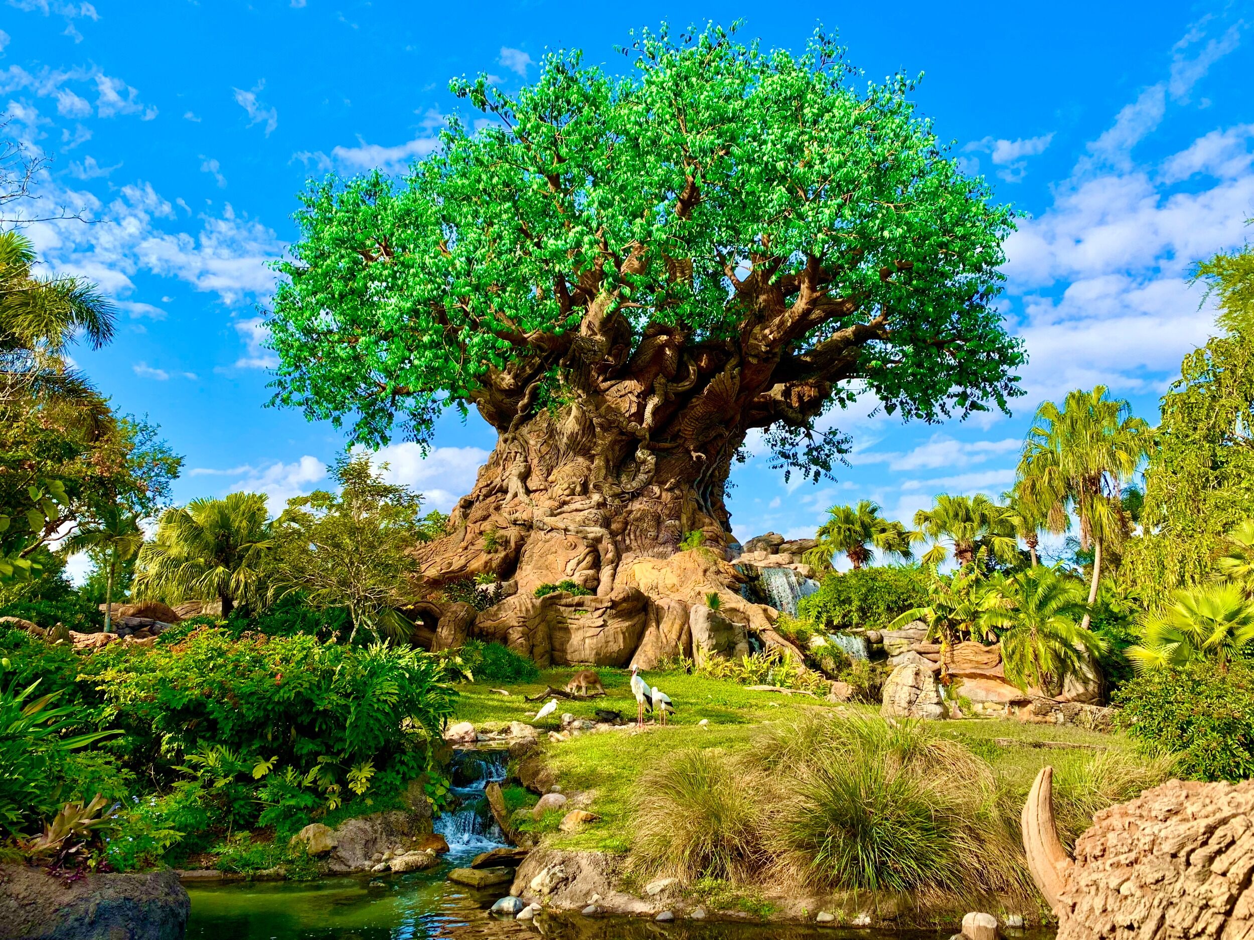 Picture of Disney's Animal Kingdom Theme Park