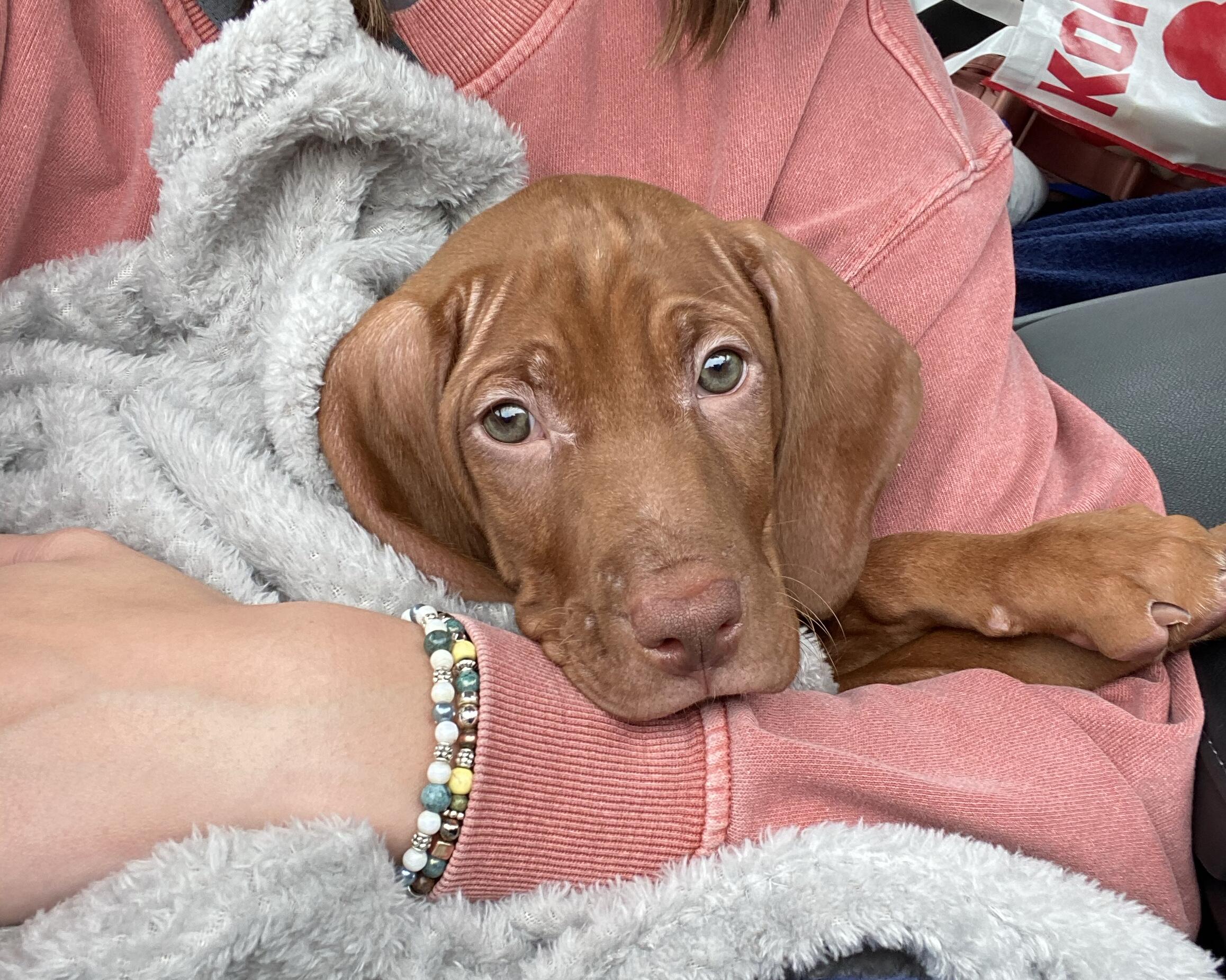Picture of Our puppy, Finn!