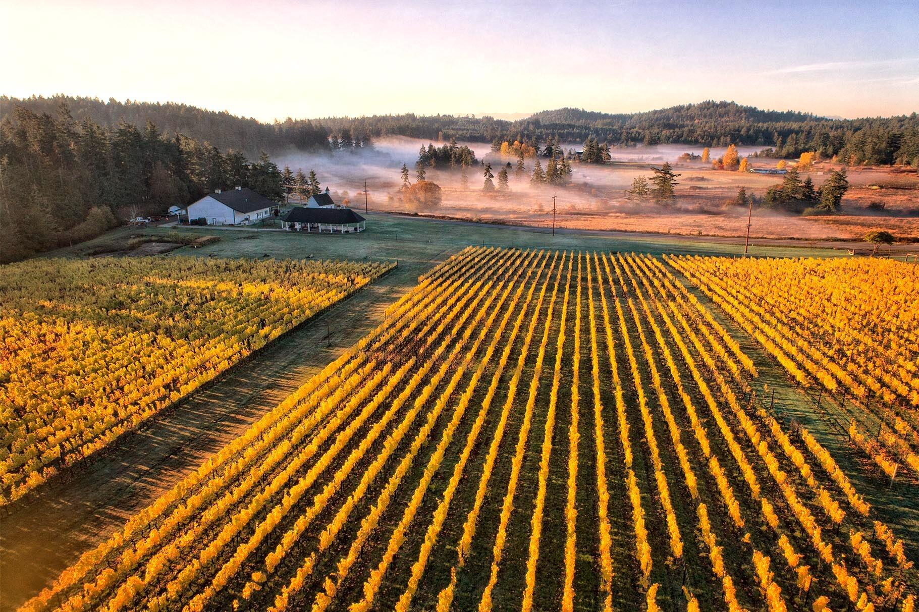 Picture of San Juan Vineyard