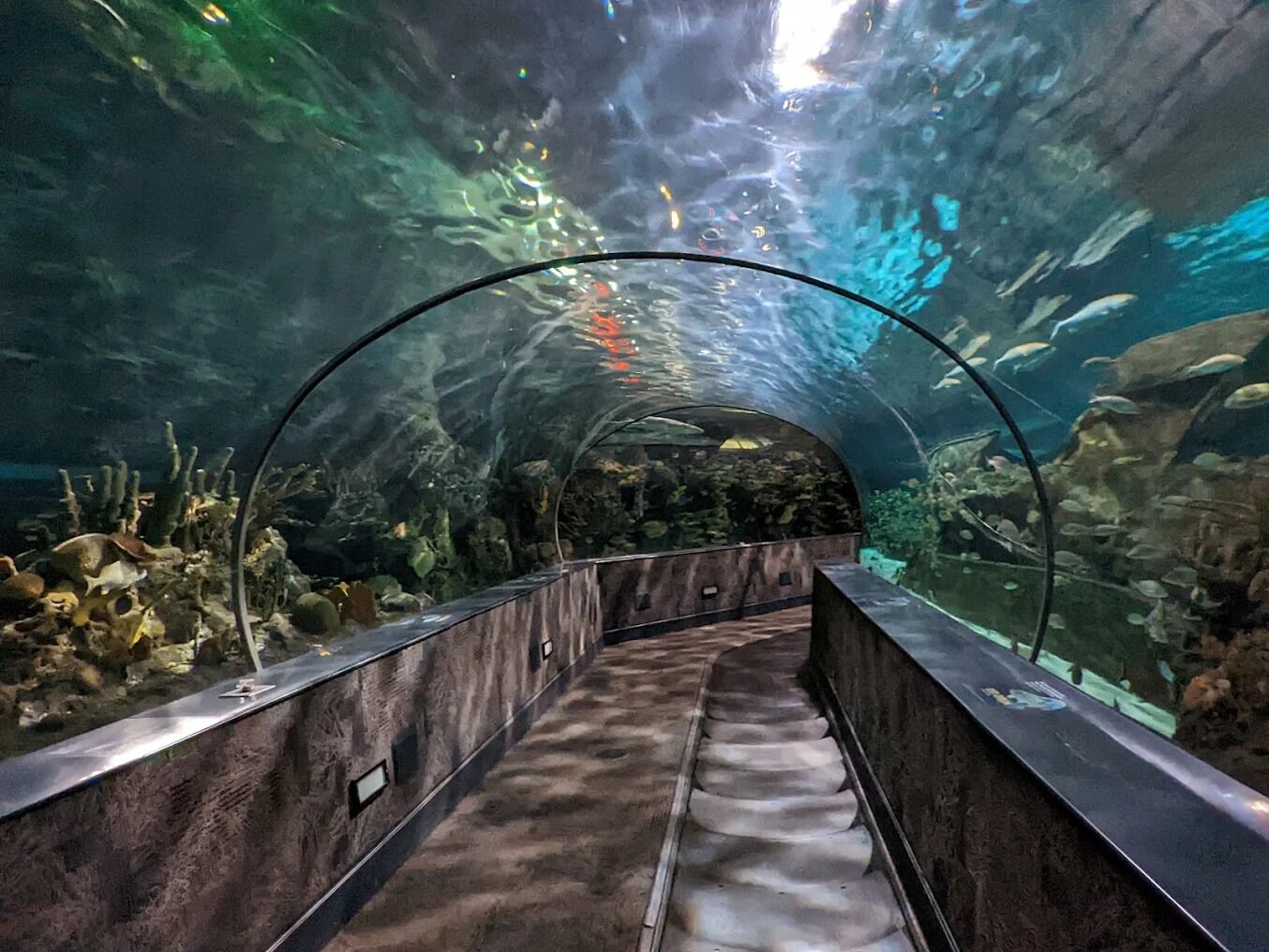Picture of Ripley's Aquarium of the Smokies