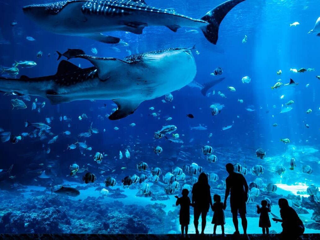 Picture of Georgia Aquarium