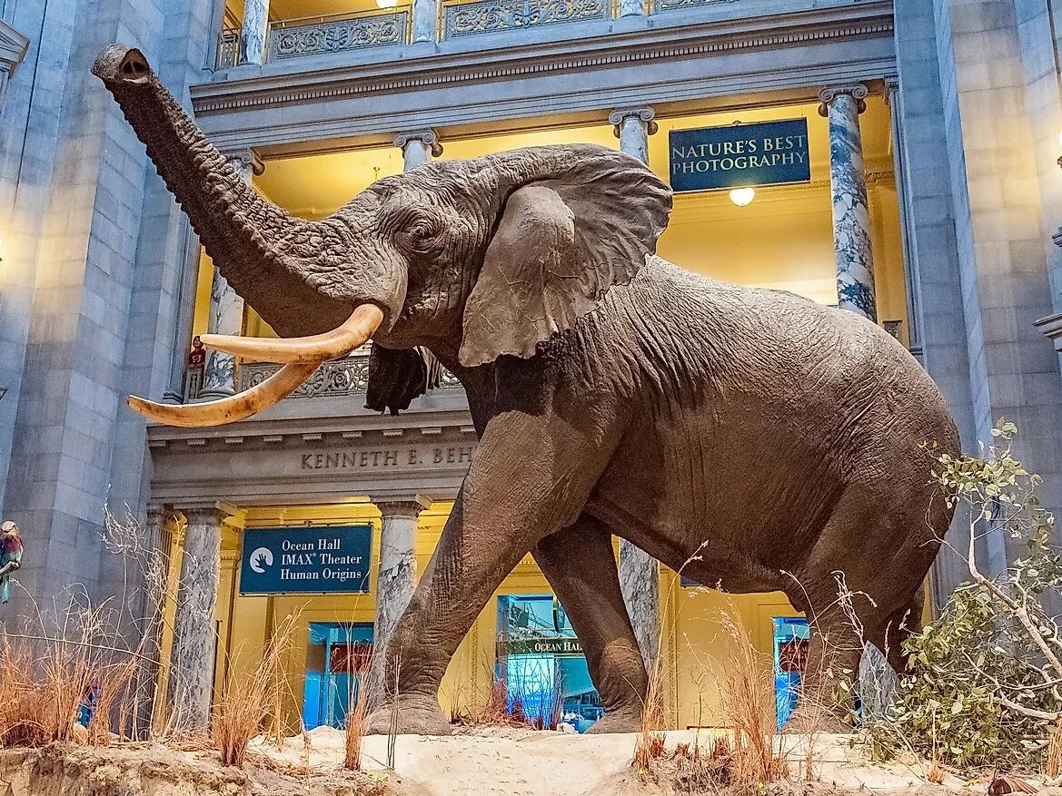 Picture of Smithsonian Museums