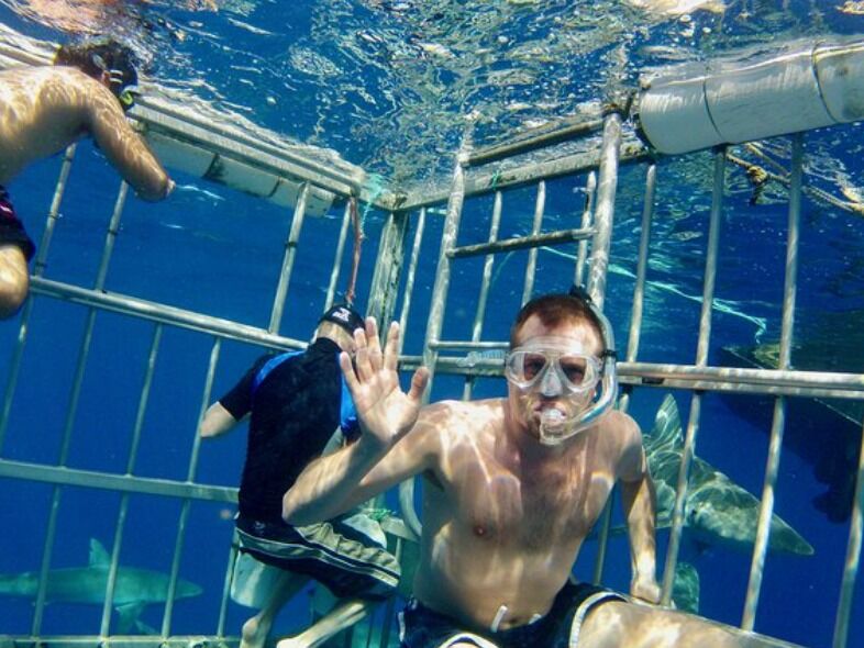 Picture of Oahu Shark Dive