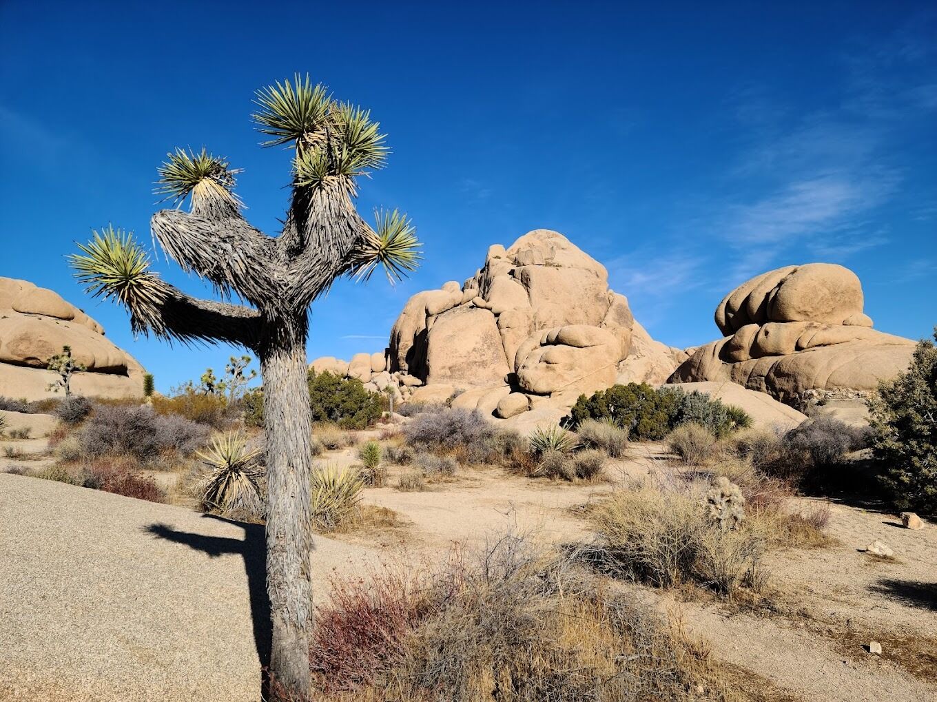 Picture of Joshua Tree National Park