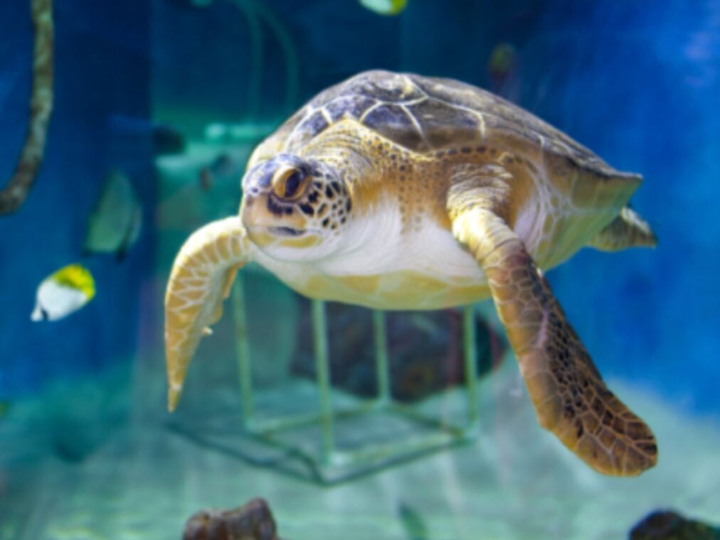 Picture of Mote Marine Laboratory & Aquarium