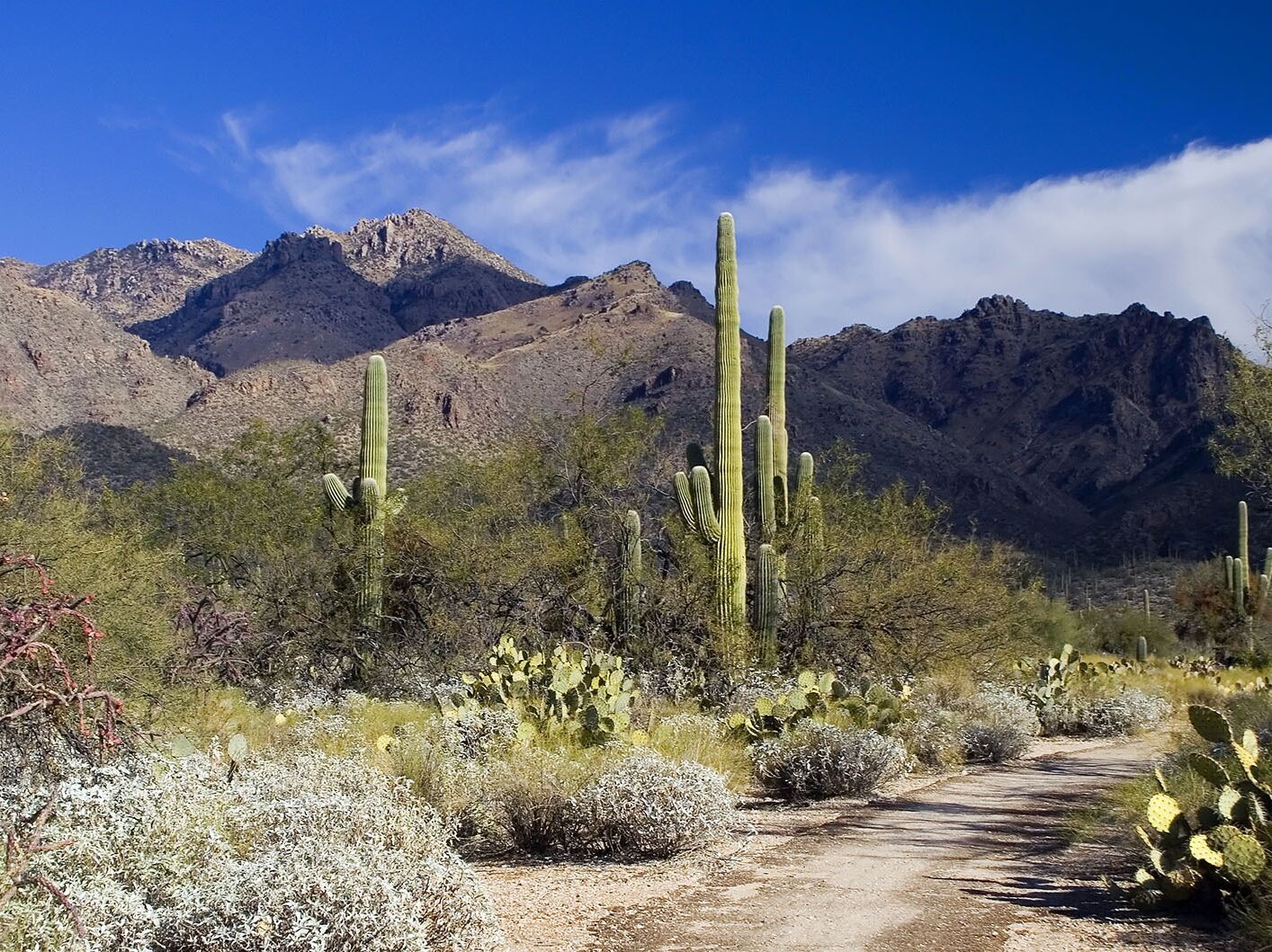 Picture of Sabino Canyon Tours