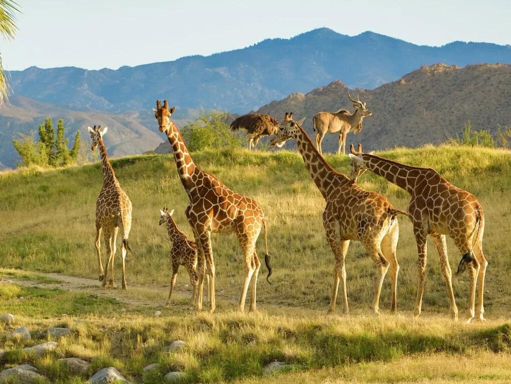 Picture of The Living Desert Zoo and Gardens