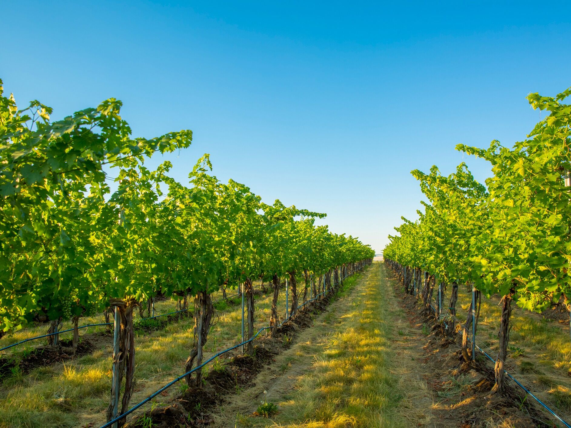Picture of Woodinville Wine Tasting