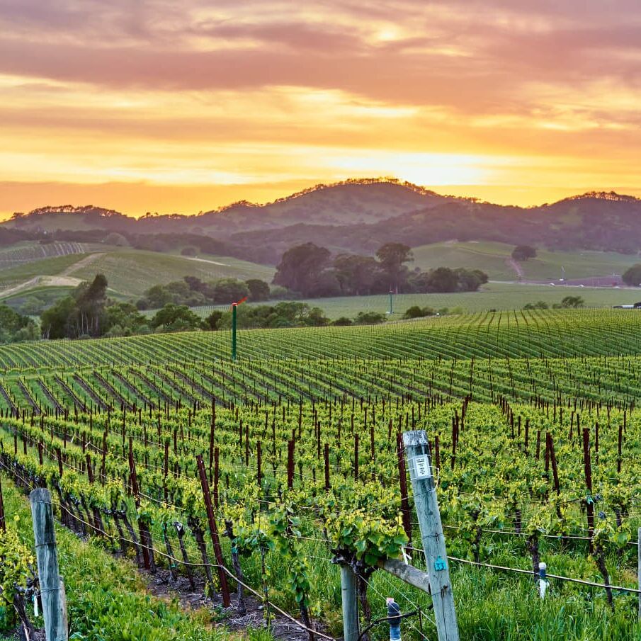 Picture of Napa Valley Wineries