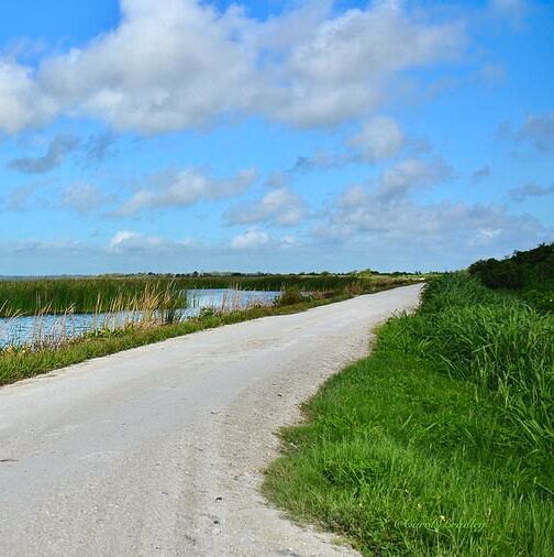 Picture of Lake Apopka Wildlife Drive (FREE)