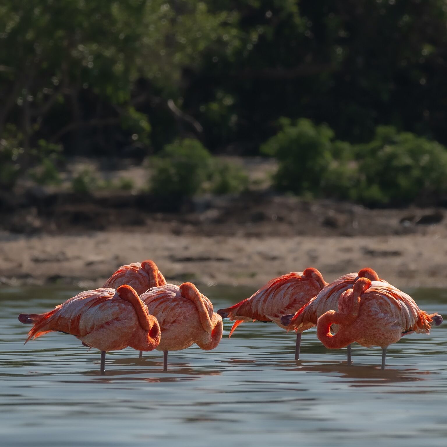 Picture of See flamingos in the wild!