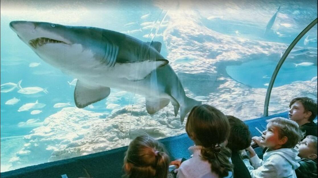 Picture of AQWA The Aquarium Of Western Australia