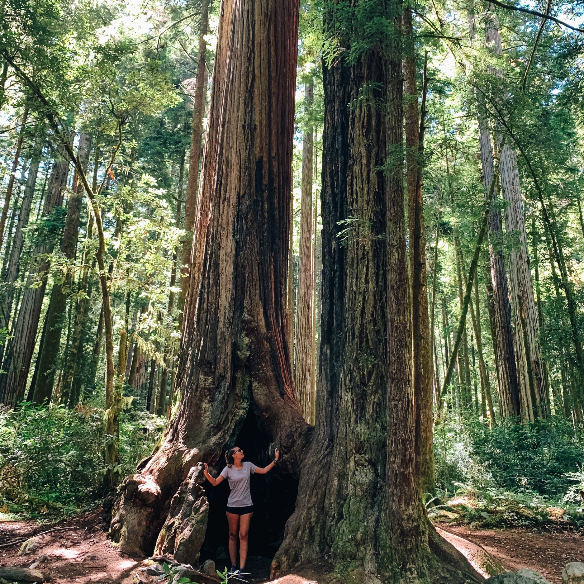 Picture of Sam McDonald, Portola Redwoods and Big Basin State Parks