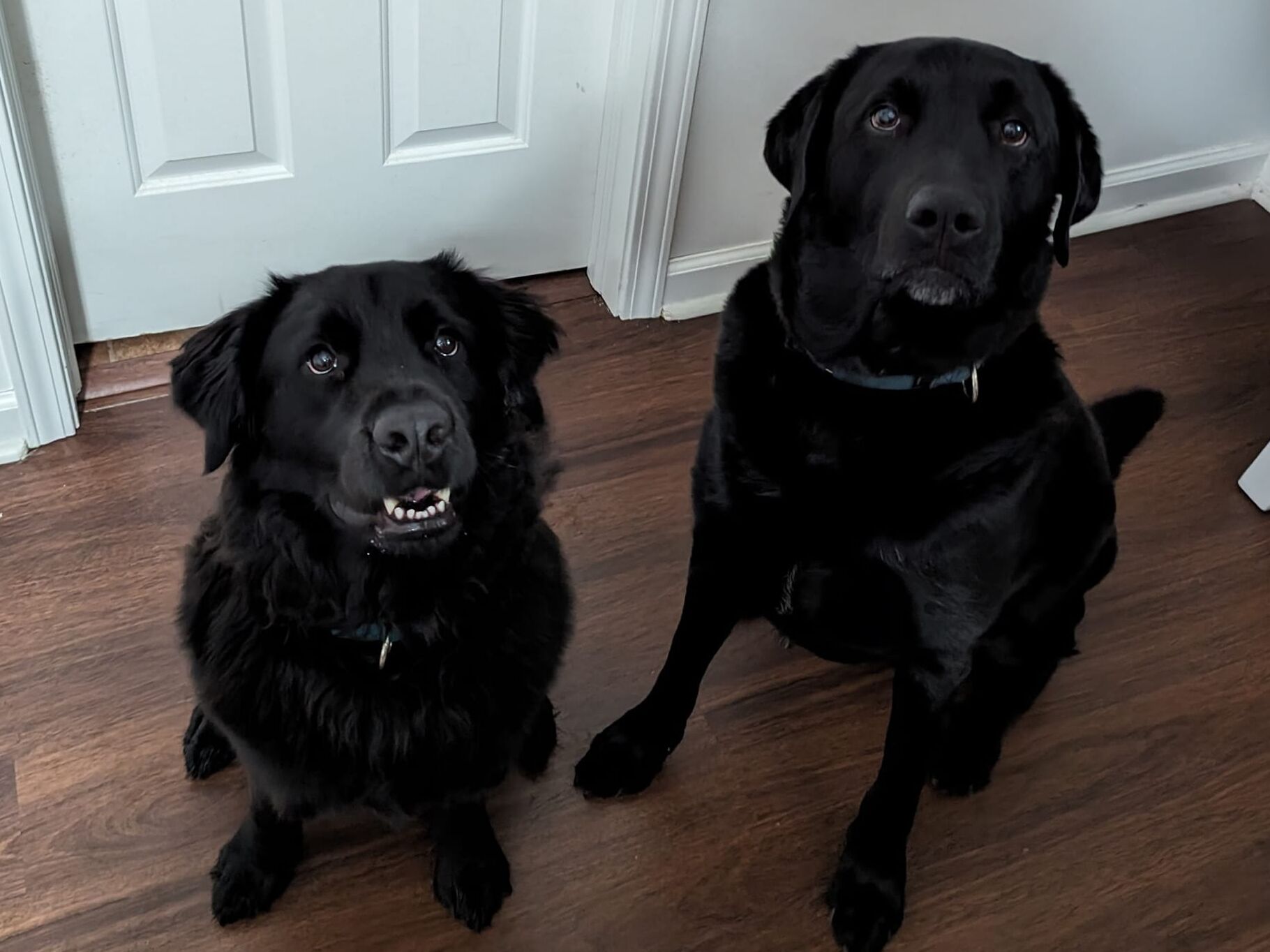 Picture of Table 8 - Our Dogs