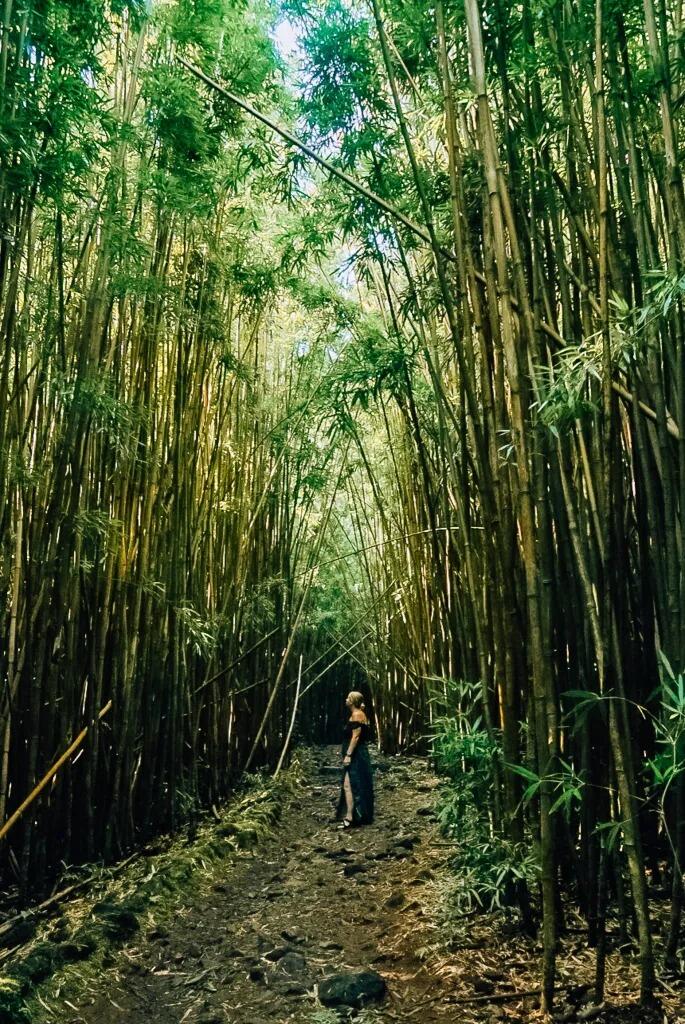 Picture of Hiking Trails