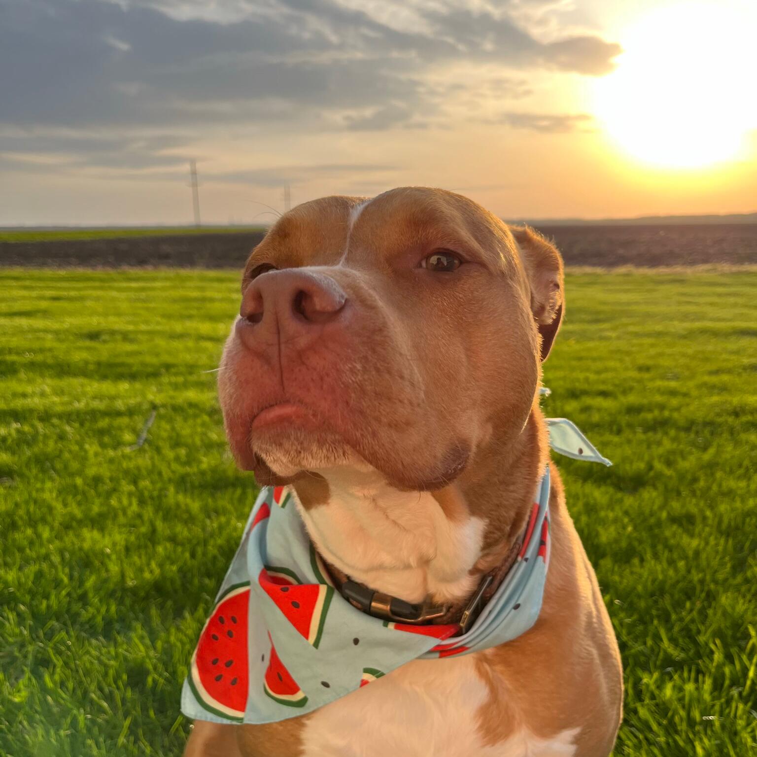 Jax