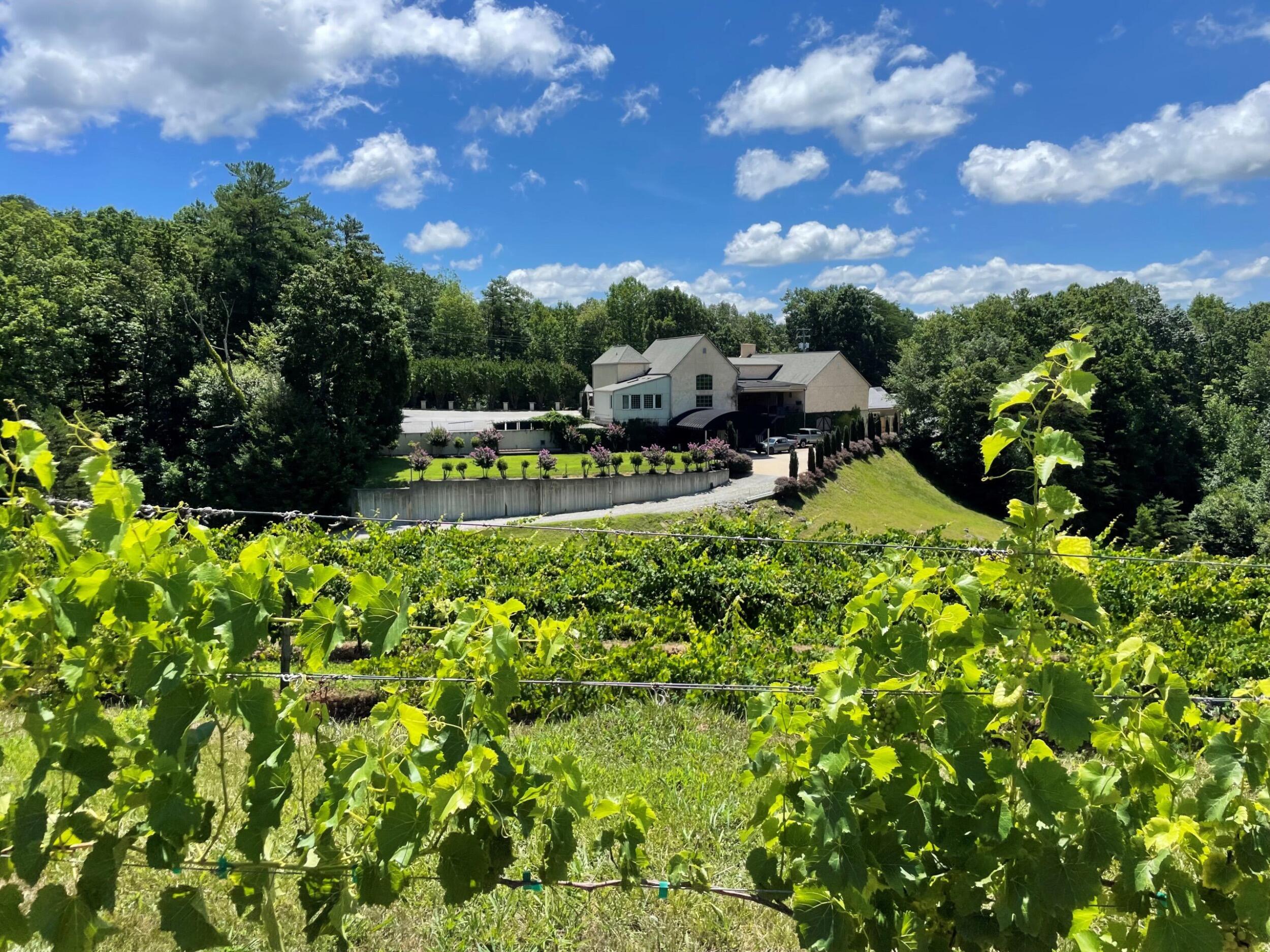 Picture of Victoria Valley Vineyards