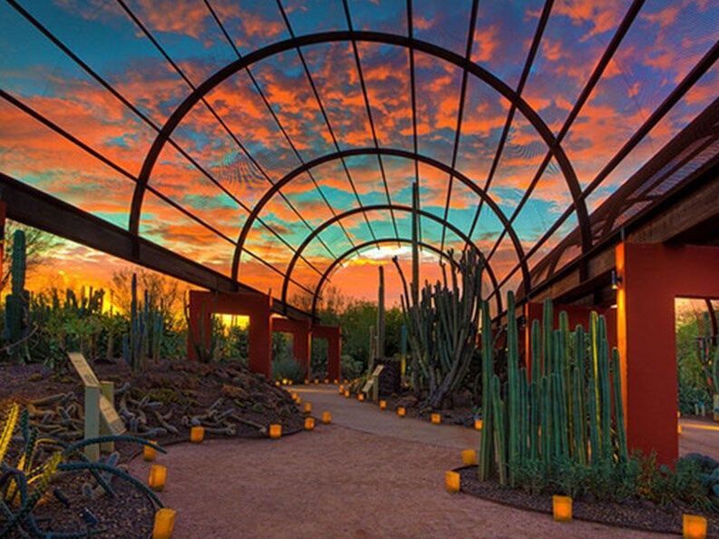 Picture of Desert Botanical Garden