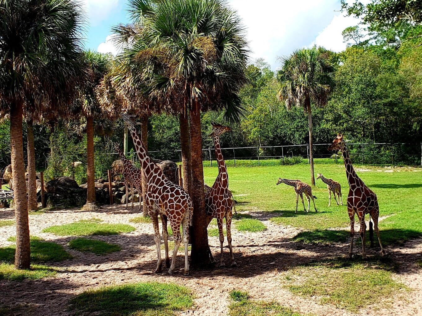 Picture of Jacksonville Zoo and Gardens