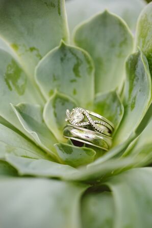 Engagement and Wedding Rings in Succulent