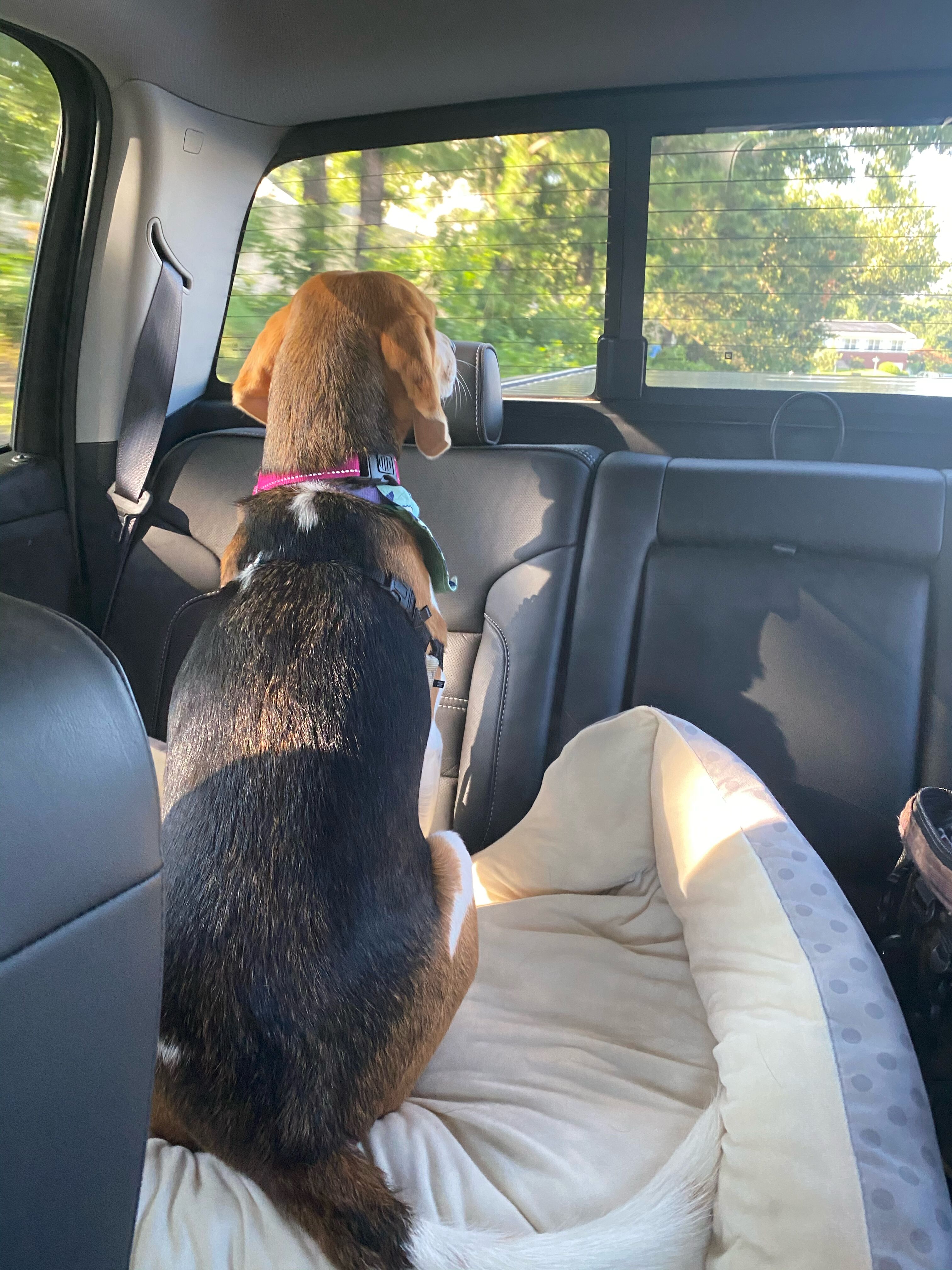 Picture of Travel By Car