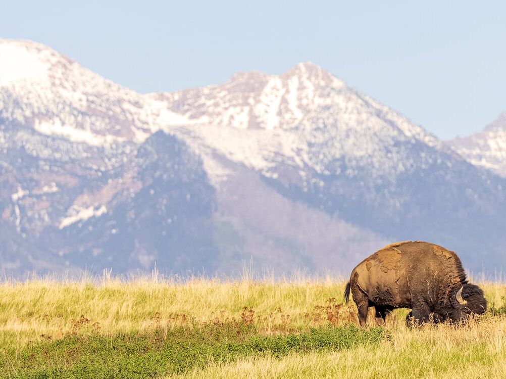 Picture of Bison Range