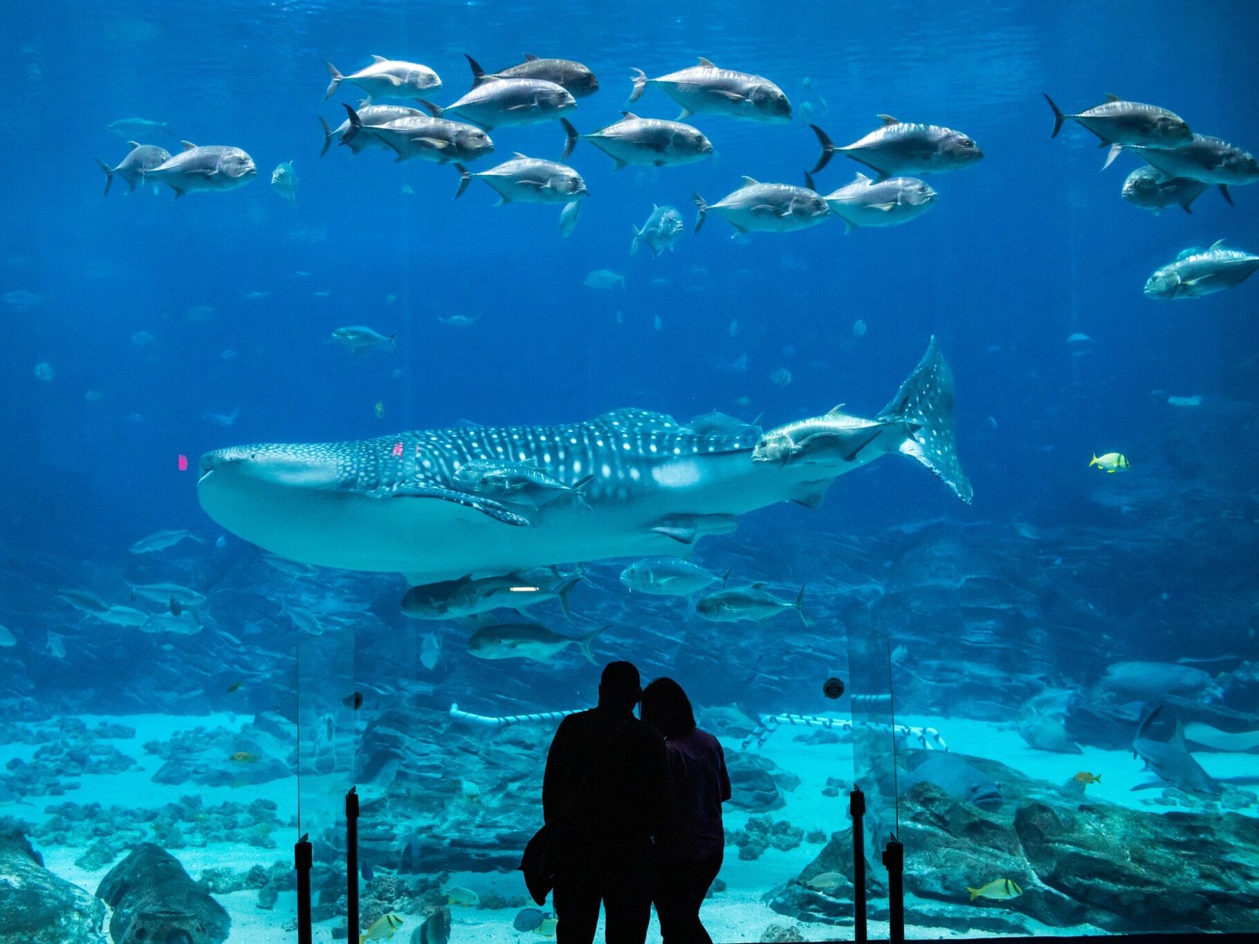 Picture of Georgia Aquarium
