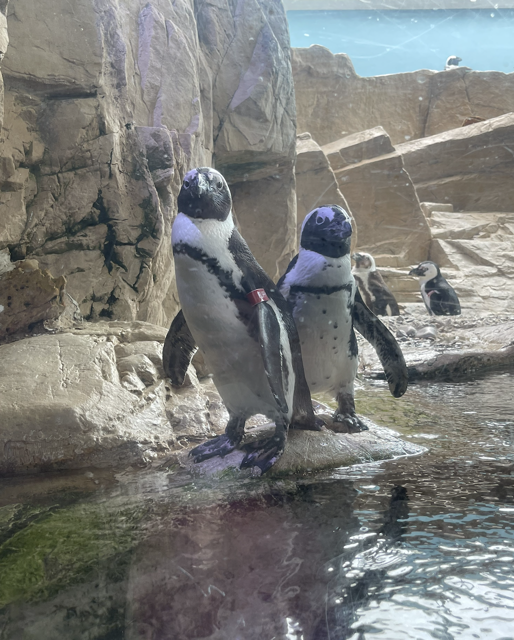 First date at the aquarium. The penguins were our favorite!
