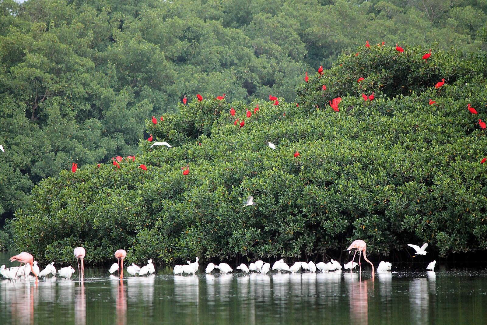 Picture of Caroni Bird Sanctuary