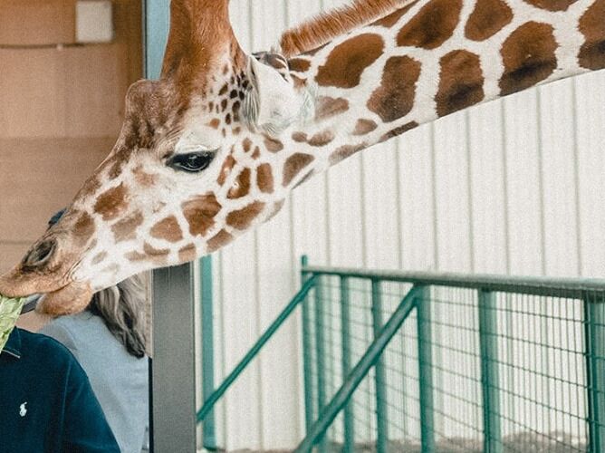 Picture of Aggieland Wild Animal Safari