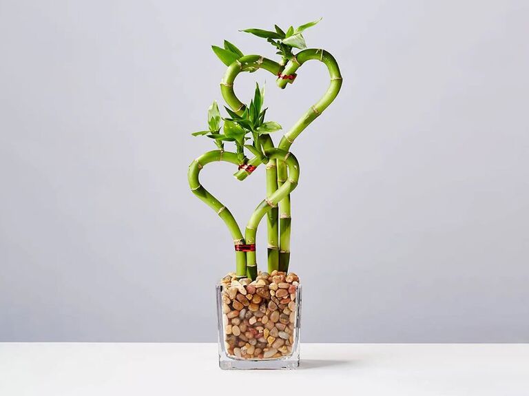 Plants.com бамбуковое растение в форме сердца свадебный подарок вашим родителям
