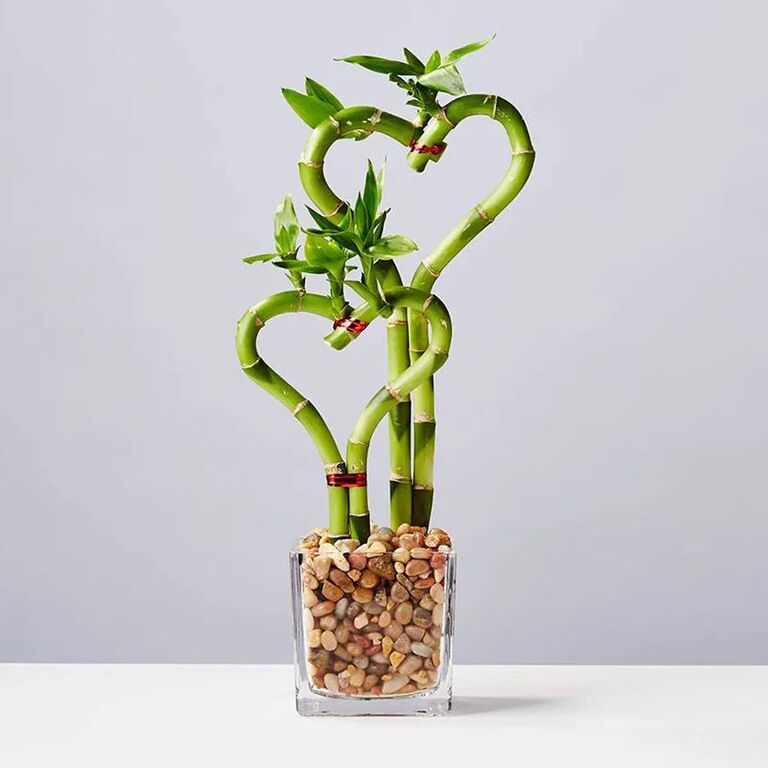 Plants.com heart-shaped bamboo plant wedding gift to your parents