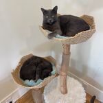 Hippolyta & Rowena