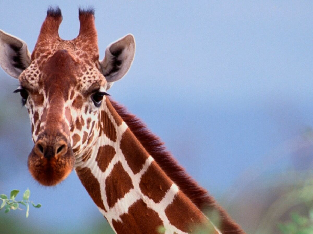 Picture of Brookfield Zoo