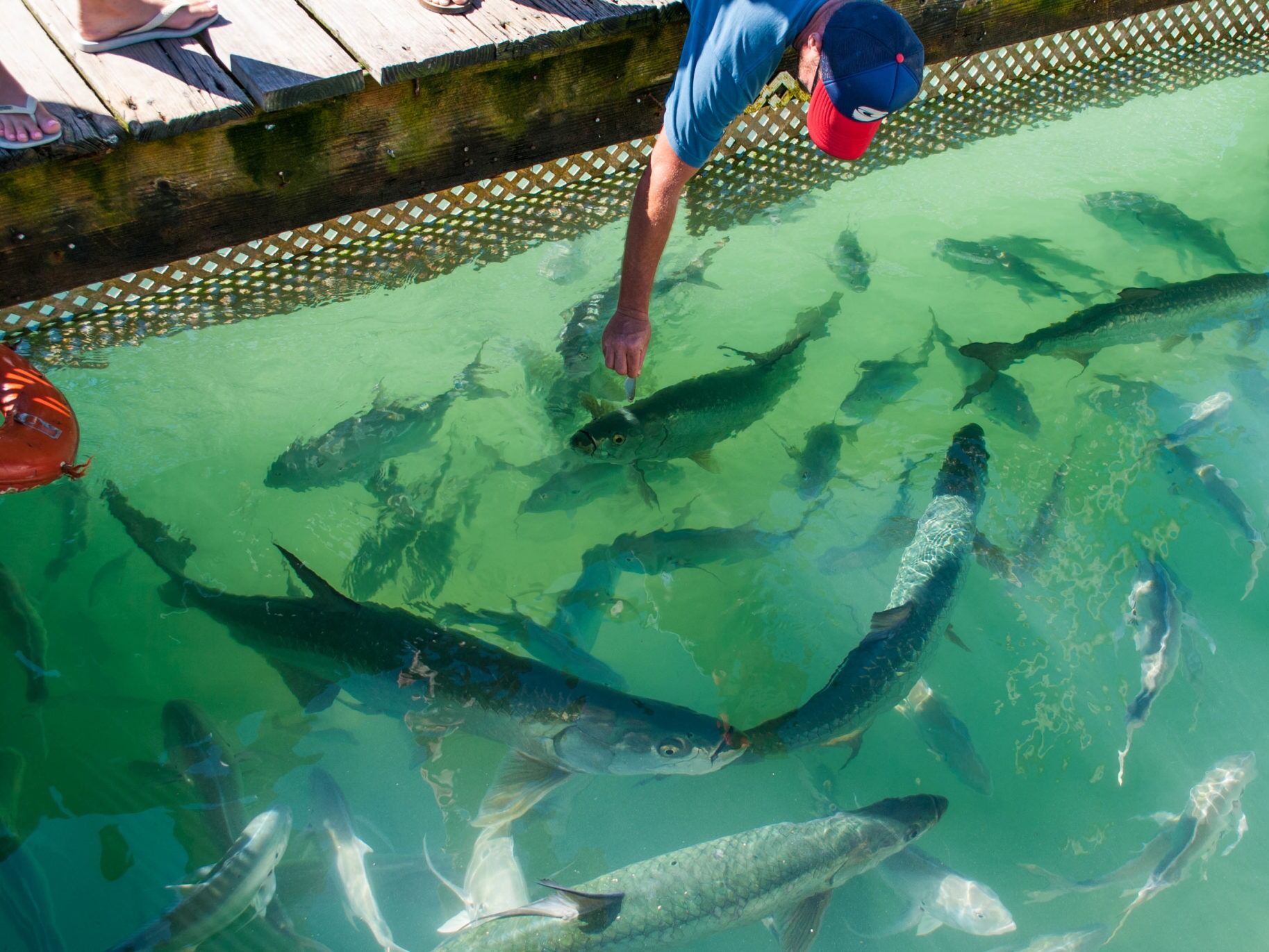 Picture of Feed the tarpon at Robbie's of Islamorada