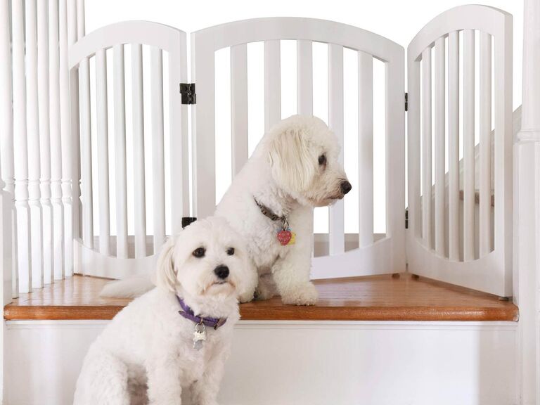 Cute dogs next to pet fence trending wedding registry item 2023