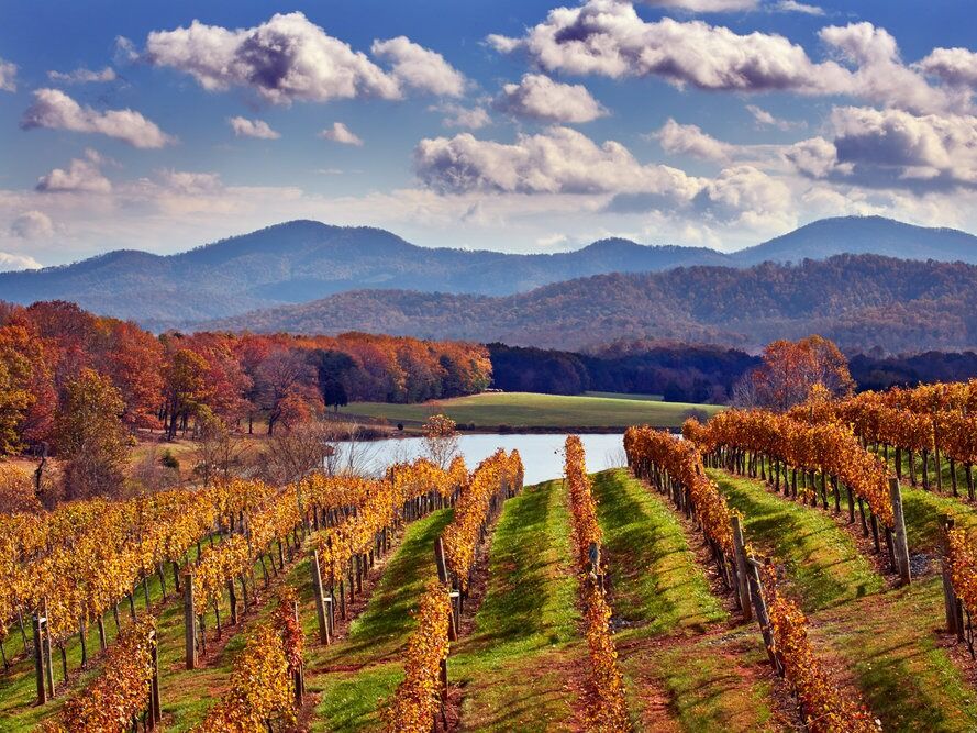 Picture of Wineries