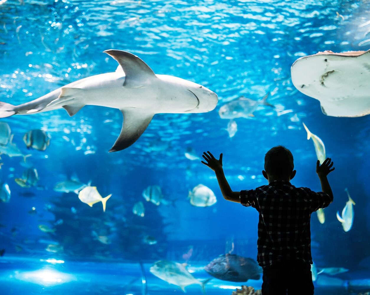 Picture of The Florida Aquarium